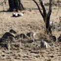 TZA MAR SerengetiNP 2016DEC24 Seronera 005 : 2016, 2016 - African Adventures, Africa, Date, December, Eastern, Mara, Month, Places, Serengeti National Park, Seronera, Tanzania, Trips, Year